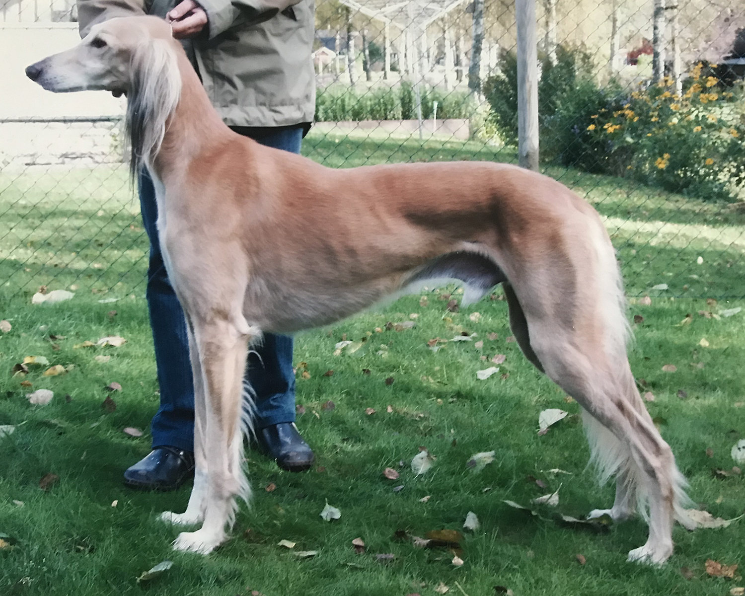 Baklava's Thamose Halil