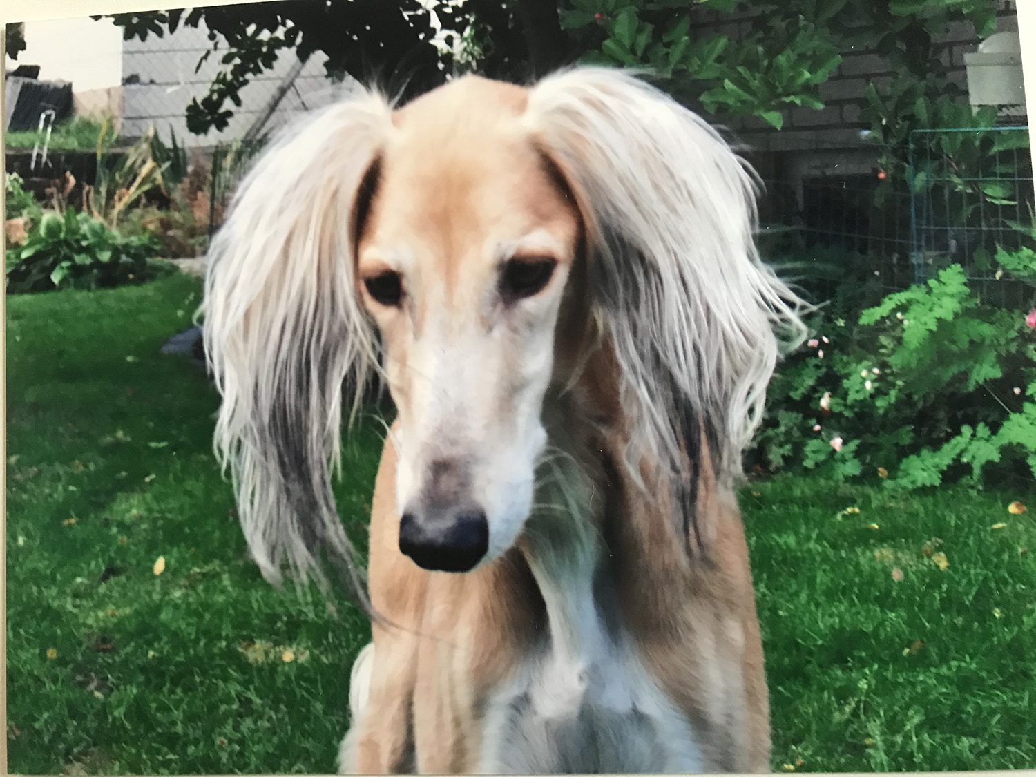 Baklava's Thamose Halil