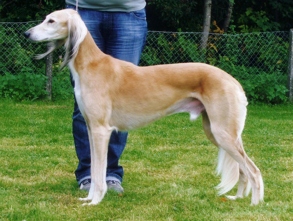 Baklava's Thamose Halil