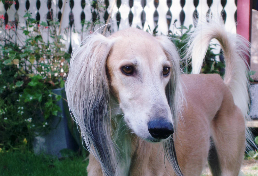 Baklava's Thamose Halil