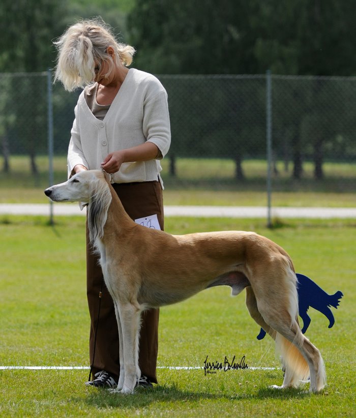 Baklava's Thamose Halil